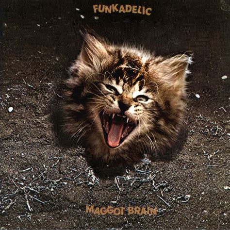 Classic Album Covers Reimagined With Kittens Design You Trust