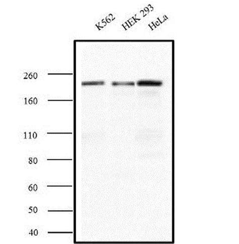 IQGAP1 Monoclonal Antibody AF1 Invitrogen 100 μg Unconjugated