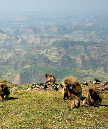 National Parks In Ethiopia - Taitu Tour And Safari