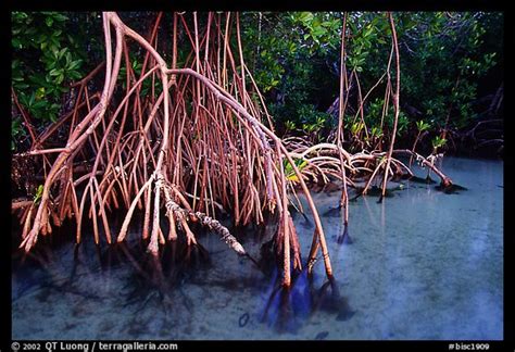 Picturephoto Mangrove Rhizophora Root System Elliott Key Biscayne