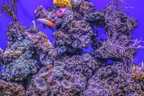 Purple and white coral reef photo – Free Nature Image on Unsplash