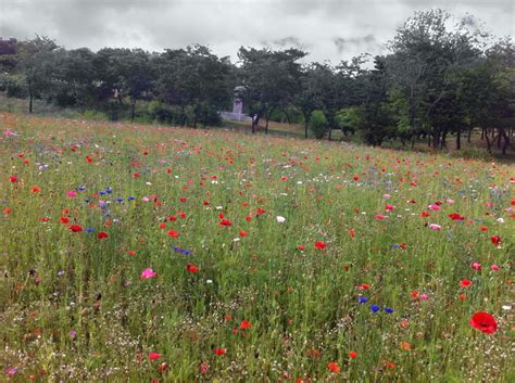 Free photo: Flower Garden - Flower, Garden, Petals - Free Download - Jooinn