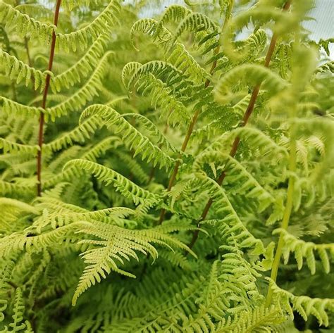 Buy Athyrium Filix Femina Lady In Red Lady Fern In The Uk