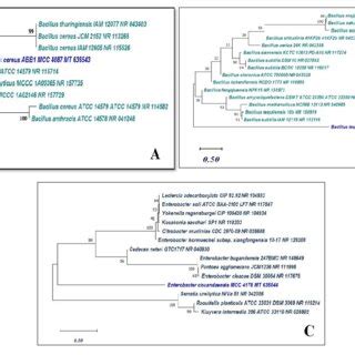 Phylogenetic Trees Showing The Position Of Bacillus Cereus A