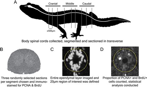 Figure From A Spatiotemporal Characterization Of Neural Stem