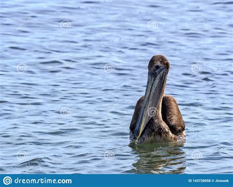 Pel Cano De Brown Occidentalis Del Pelecanus Pescando En El Mar Del