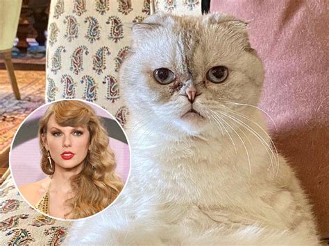 Taylor Swift's Cat Olivia Benson Reportedly Worth $97 Million