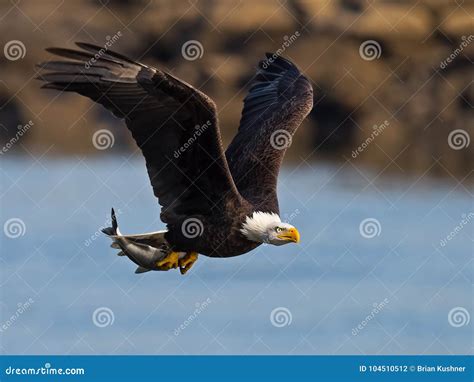 American Bald Eagle With Fish Stock Photo Image Of Salt Eagle