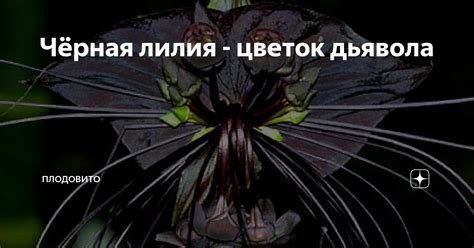 Чёрная лилия - цветок дьявола | ПлодоВито | Дзен