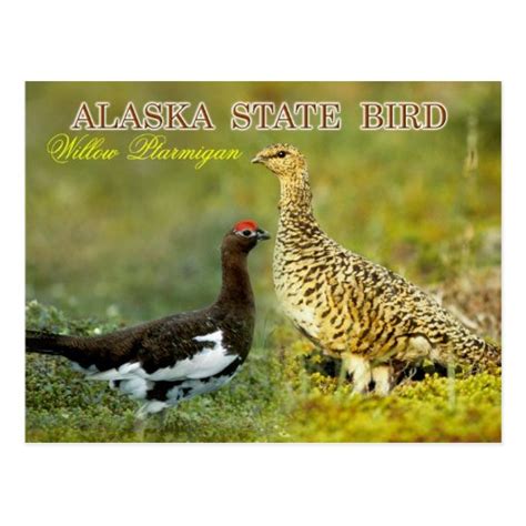 Alaska State Bird - Willow Ptarmigan Postcard | Zazzle