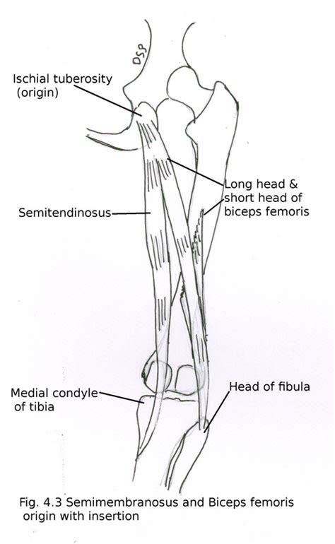 Back Of Thigh And Popliteal Fossa Myhumananatomy