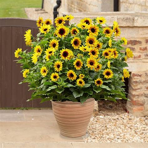 Helianthus 'Sunbelievable Bare Root own Eyed Girl' 3L | YouGarden