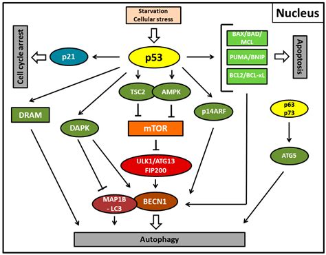 Biomolecules Free Full Text P53 Mediated Molecular Control Of Autophagy In Tumor Cells