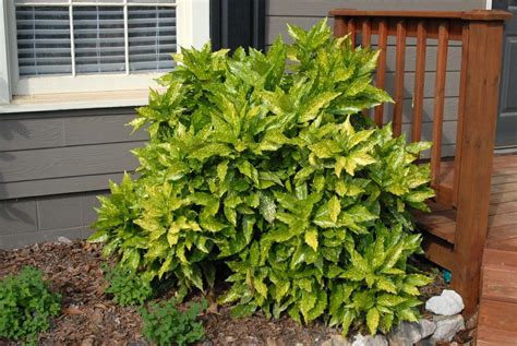 Gold Dust Aucuba Plants Shade Garden Drought Tolerant Garden