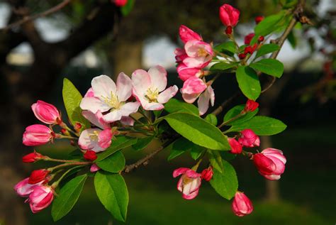 Malus Pumila Manzano Manzano Común Y Manzana Paraíso