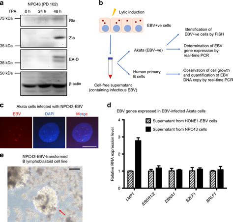 Production Of Infectious Virus By Npc43 Upon Ebv Lytic Reactivation A