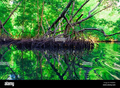 Mangrove Green Trees Reflected In Water Stock Photo Alamy