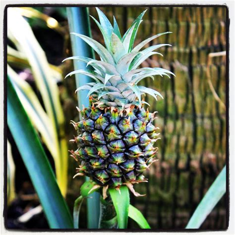 Pineapple plant