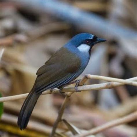 Jual Burung Poksay Pipi Putih Rawatan Shopee Indonesia