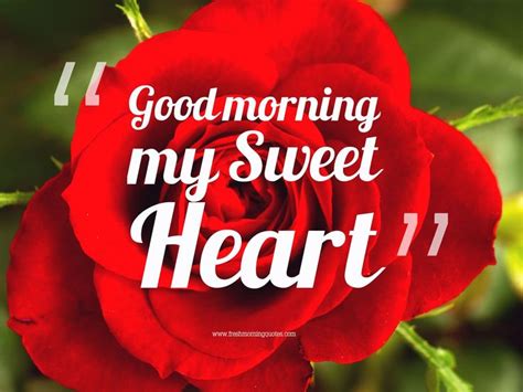 40 Beautiful Good Morning Rose Images Good Morning Love Messages