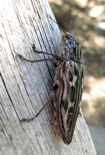 Large Flat Headed Pine Heartwood Borer Project Noah