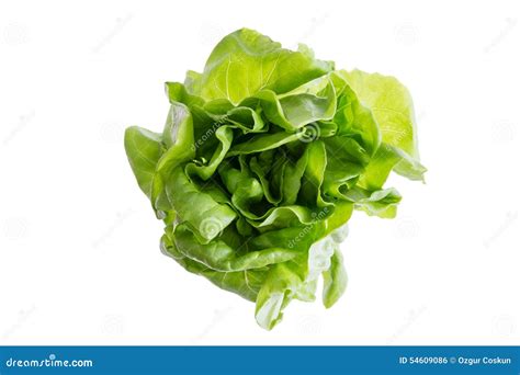 Head Of Fresh Organic Butter Crunch Lettuce Stock Photo Image Of Food