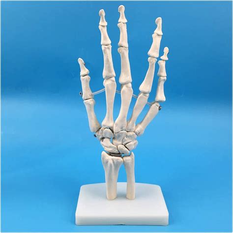 Amazon Fhuili Human Hand Skeleton Model Life Size Anatomical