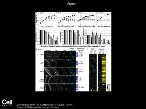 Failsafe Mechanisms Couple Division And Dna Replication In Bacteria