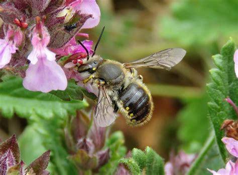 Wool carder bee (Anthidium manicatum) - Bumblebee Conservation Trust