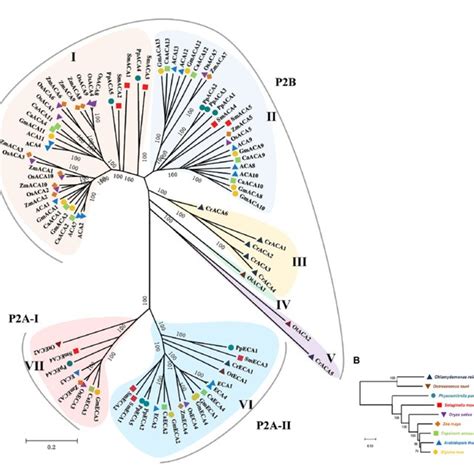 The Phylogenetic Tree For The P 2 Type ATPases A The Tree Was