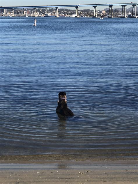 After a 3 mile run he had to cool off... in style : r/Greyhounds