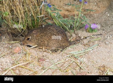 Hispid Cotton Rat Sigmodon Hispidus Tucson Pinal County Arizona