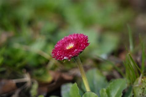 Premium Photo A Red Flower With A Yellow Spot On The Center