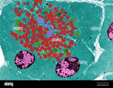 False Colour Transmission Electron Micrograph Tem Showing A Serous