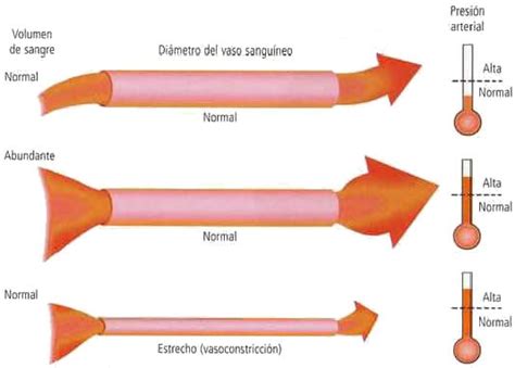 Enfermedades del sistema circulatorio Blog de Biología