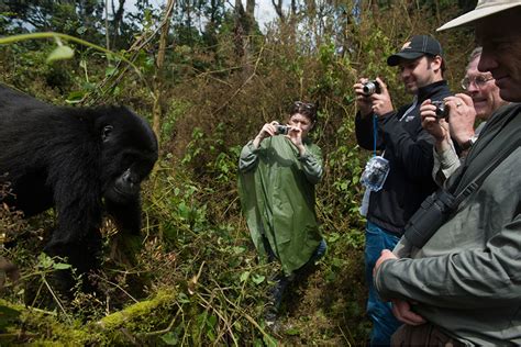 Volcanoes National Park Rwanda is a famous for gorilla trekking