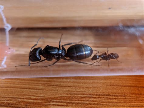 What Does A Carpenter Ant Queen Look Like at Robert Mosher blog