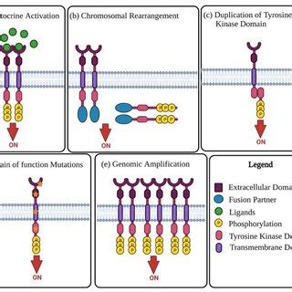 Mechanisms Of Oncogenic RTK Activation A Visual Representation Of