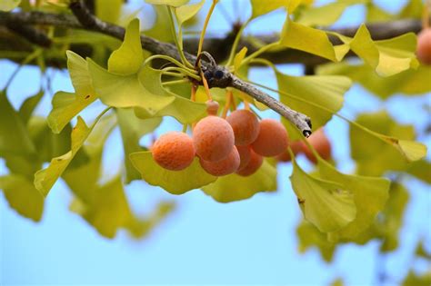 Is Ginkgo Fruit Edible Should You Be Eating Ginkgo Biloba Nuts Gardening Know How