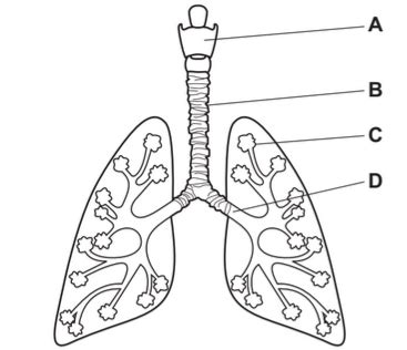 The diagram shows part of the human gas exchange system.Where does the ex..