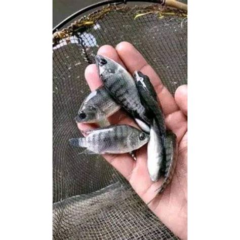 Jual Bibit Ikan Nila Benih Ikan Nila Nila Nirwana Ukuran 1 Jari