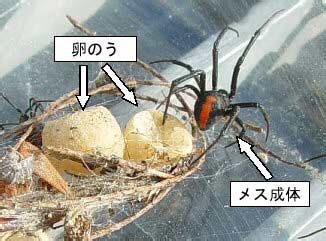 特定外来生物(セアカゴケグモ)にご注意を | 本巣市