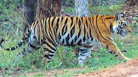 In The Last Five Years In Country Maximum Number Of Tigers Were Hunted In 2021 31 Hunted Out Of