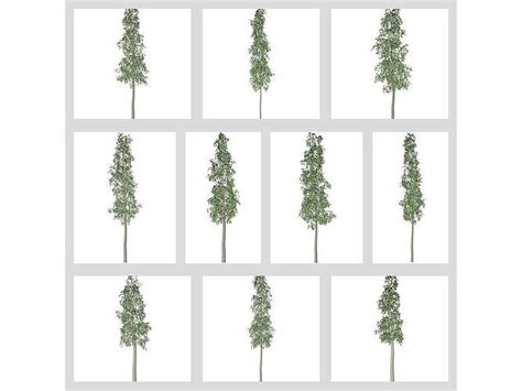 European Aspen Trees D Model Collection Cgtrader