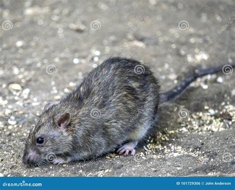 Common brown rat stock photo. Image of sewer, wharf - 101729306