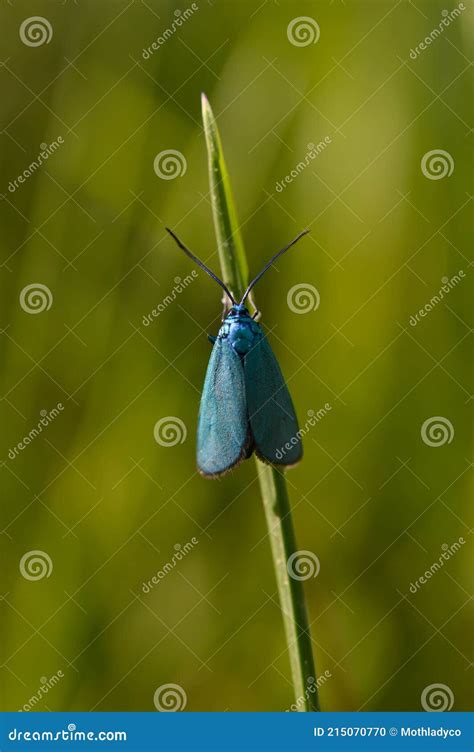 Small Blue Moth In Nature On A Plant Close Up Stock Photo Image Of