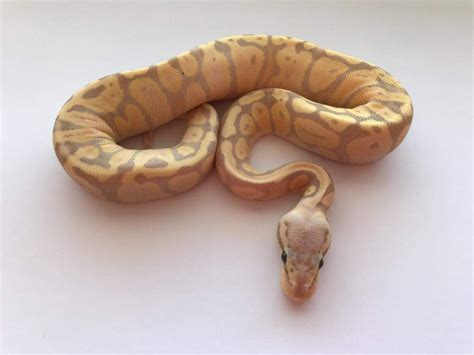 Banana Fire Super Pastel - Morph List - World of Ball Pythons