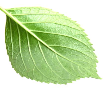single leaf veins png transparent images   vector files