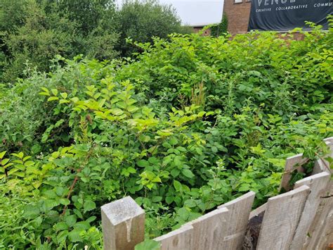 Japanese Knotweed Control Comparing The Effectiveness Of Different