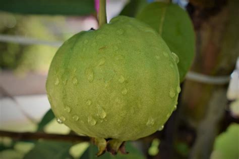 High Yield Hybrid Guava Varieties in India: State Wise Cultivars